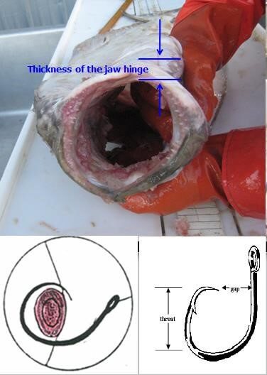 hook-gape.jpg