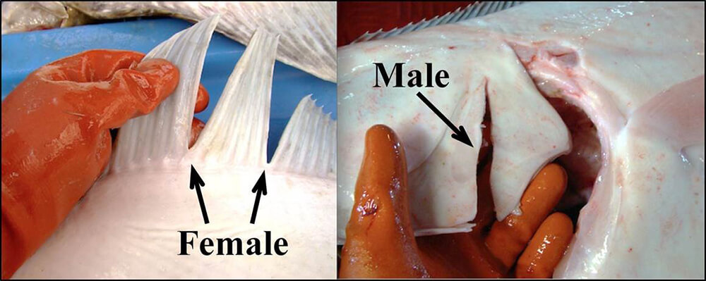 sexmarks.jpg