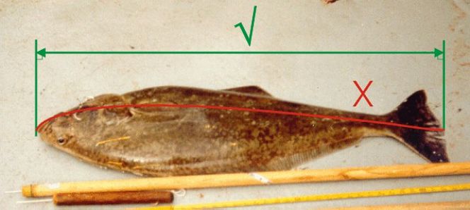 bes_page_22b_measure_tagged_fish.jpg