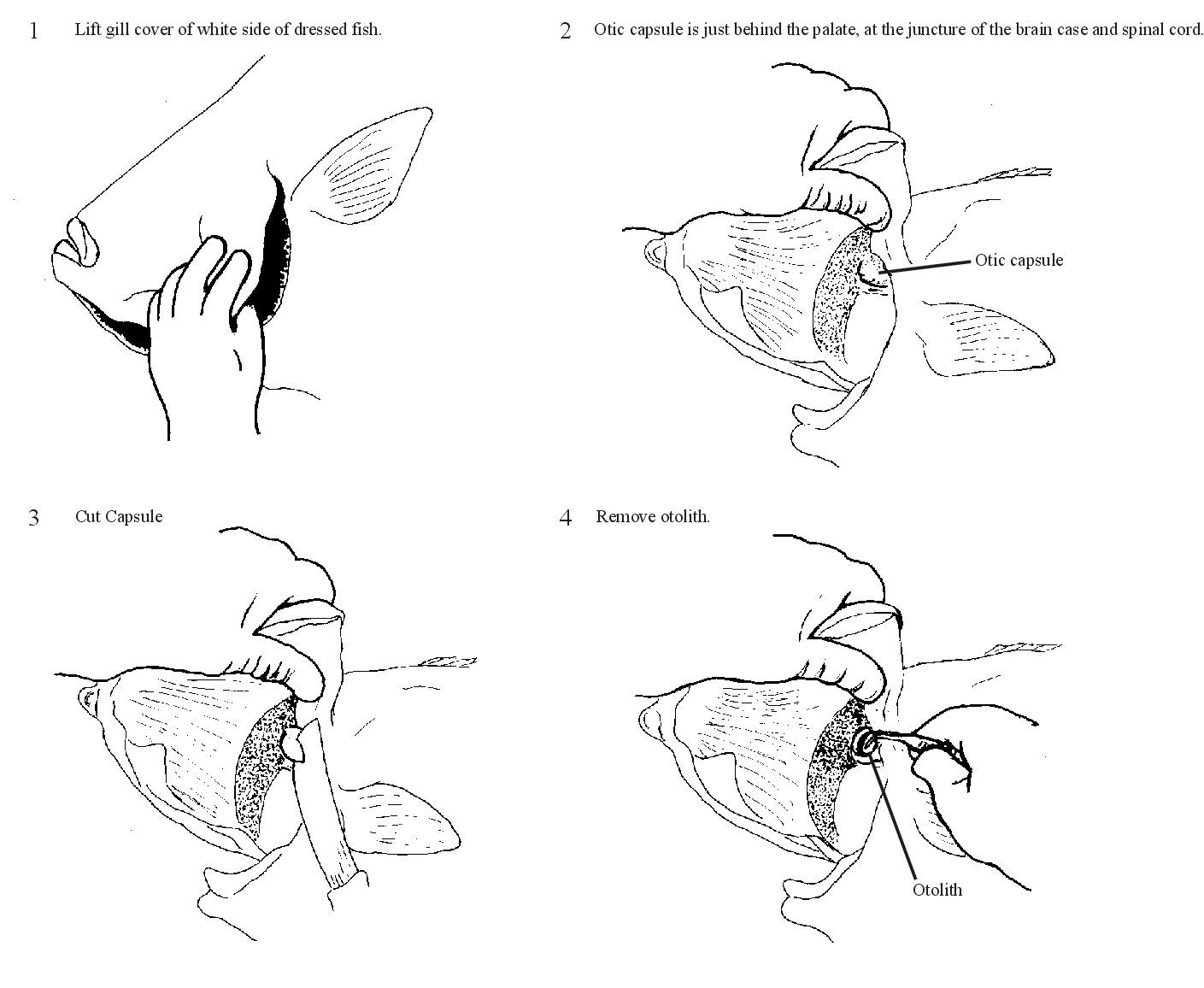 bes_page_22b_otocut.jpg