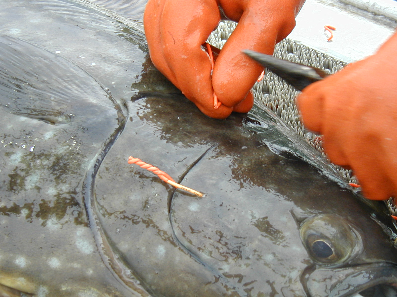 bespage22wiretagging.jpg
