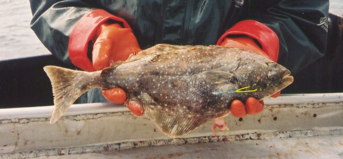 bespage22wiretagsmallfish.jpg